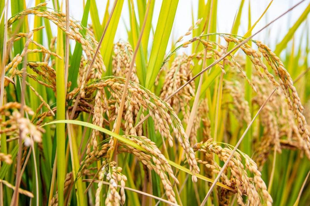 PP电子(中国)有限公司官网