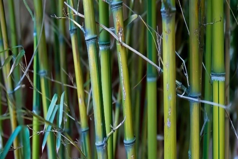 PP电子(中国)有限公司官网